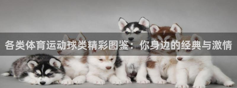 球王会体育