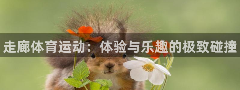 球王会体育